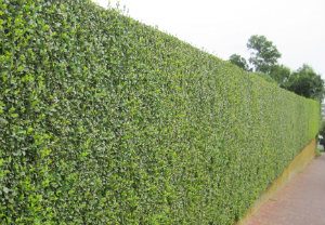 edge-cutting-maintenance-southgate