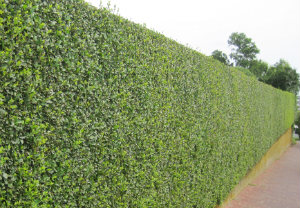 edge-cutting-maintenance-southgate