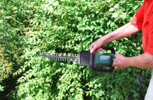 hedge-trimming-southgate